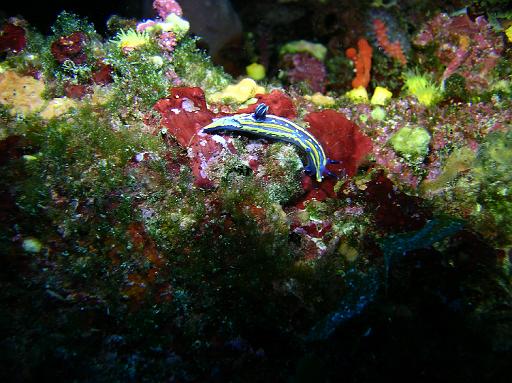 Limace Doris tricolore.JPG